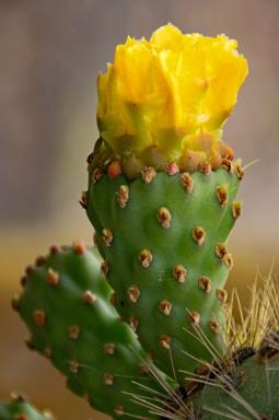 Des cactus, encore, toujours des cactus !!!