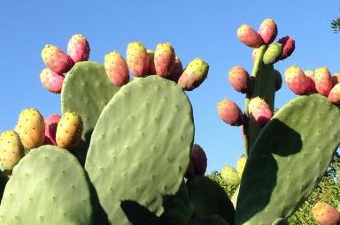 Des cactus, encore, toujours des cactus !!!